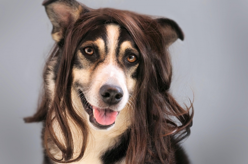 coiffure-EVENOS-min_dog-1776721